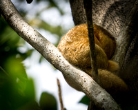 Anteater sleeping